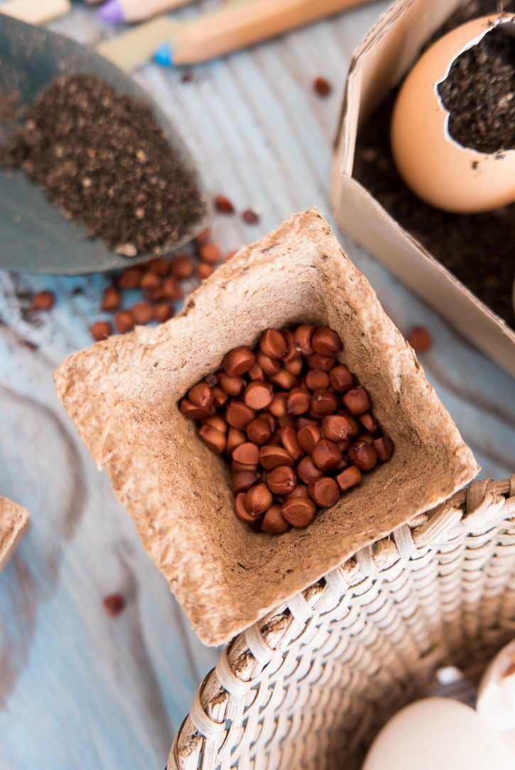 The Home Academy semillas