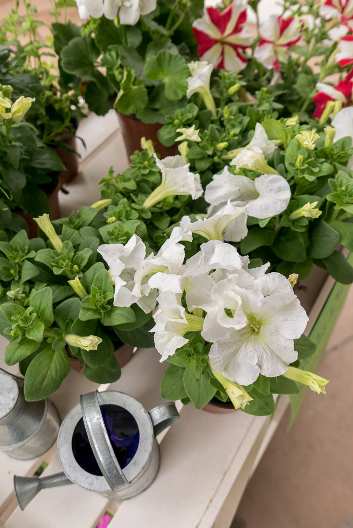 The Home Academy flor para jardin